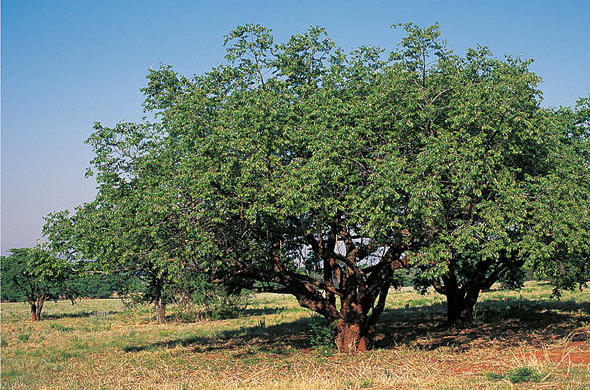 buffalo+thorn+tree